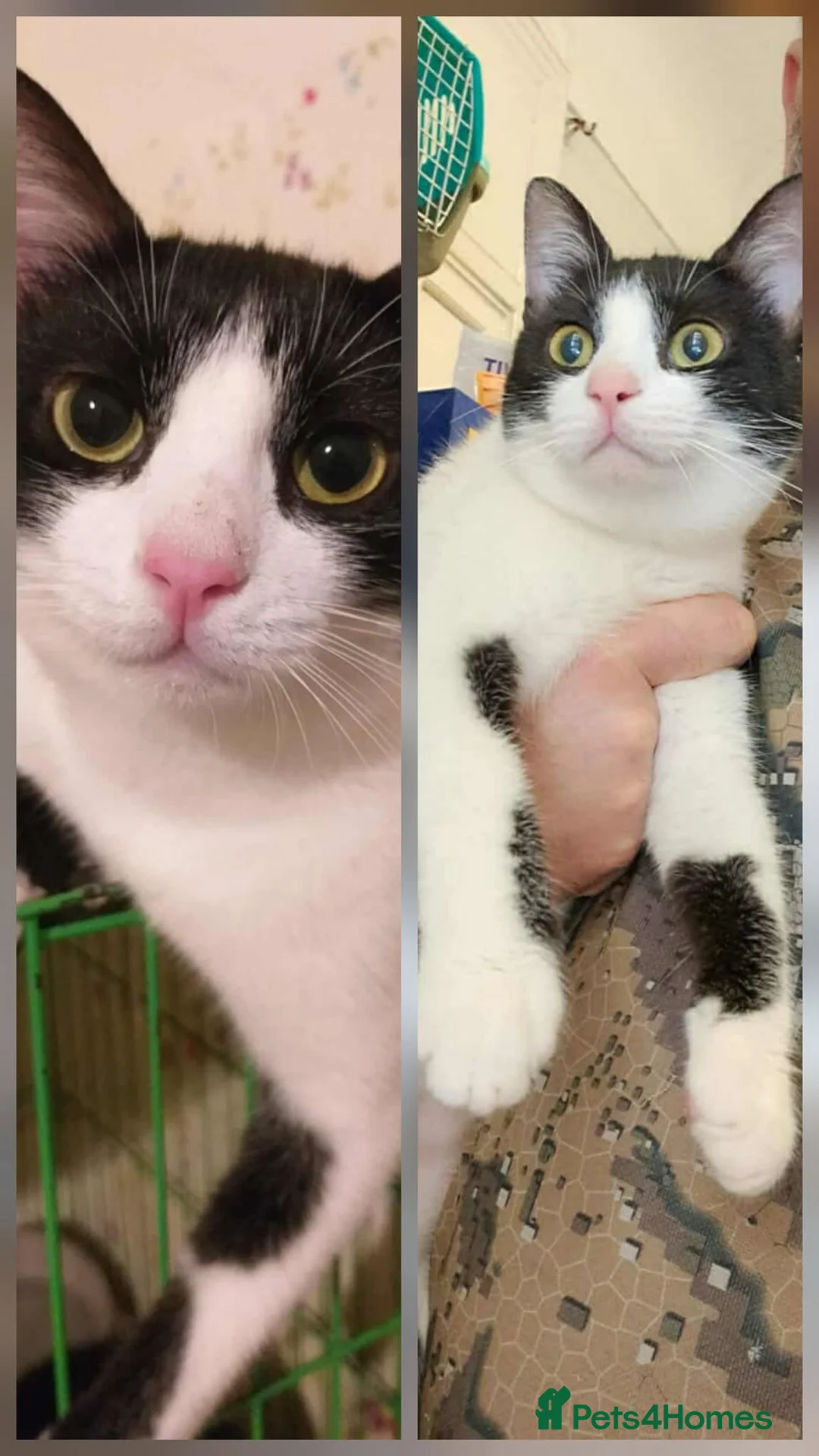Mixed Breed cats for adoption: Full of cuddles Shakira <3 - Advert 2