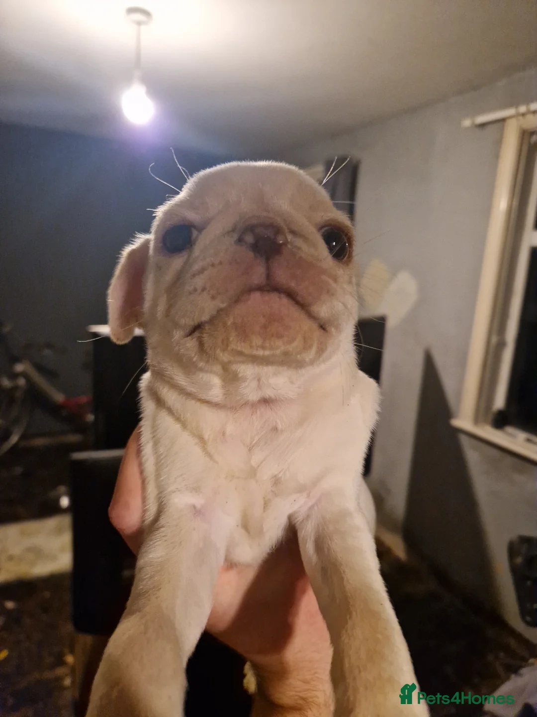 Pug dogs for sale: 5 Pug Puppies for sale - Advert 14