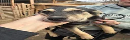 Mixed Breed dogs for adoption: Meet Lolly, currently residing in Cheshire  in Nantwich - Advert 5