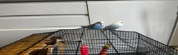 Budgerigars birds for sale: budgie - Advert 4