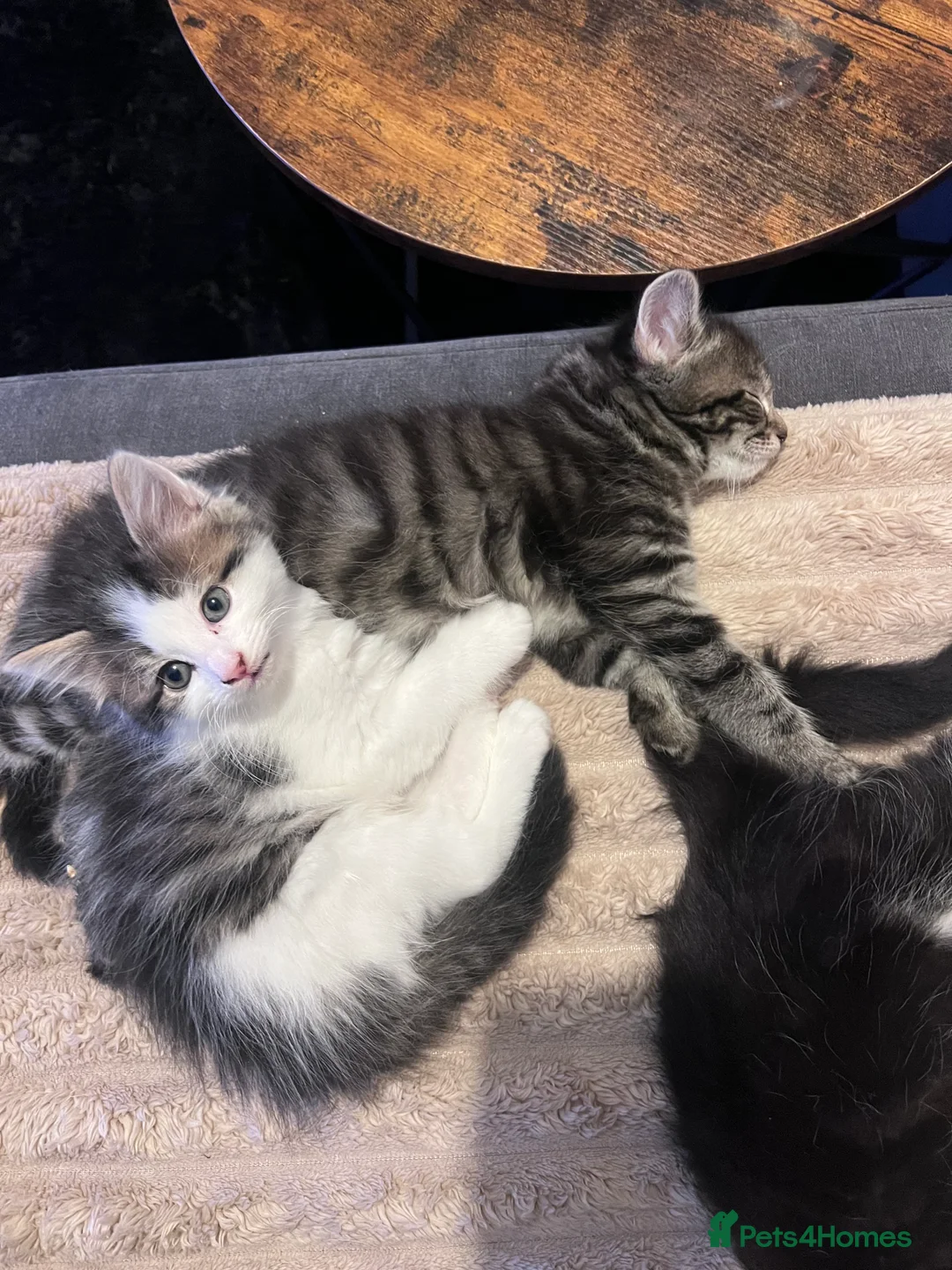 Mixed Breed cats for sale: Beautiful little male kitten  - Advert 4