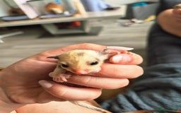 Sugar Glider rodents for sale: 4 baby sugar gliders ready 13th sept price each  - Image 20