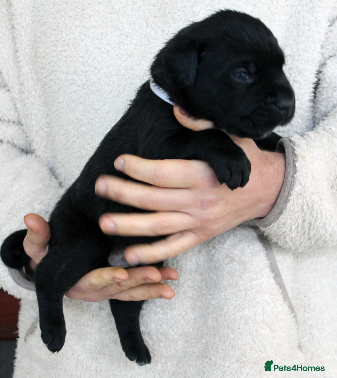 Cane Corso dogs for sale: Cane Corso Puppies from Exceptional Bloodlines, - Advert 19