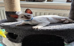 Siamese cats for sale: Siamese kittens for sale  in Sheffield - Image 11
