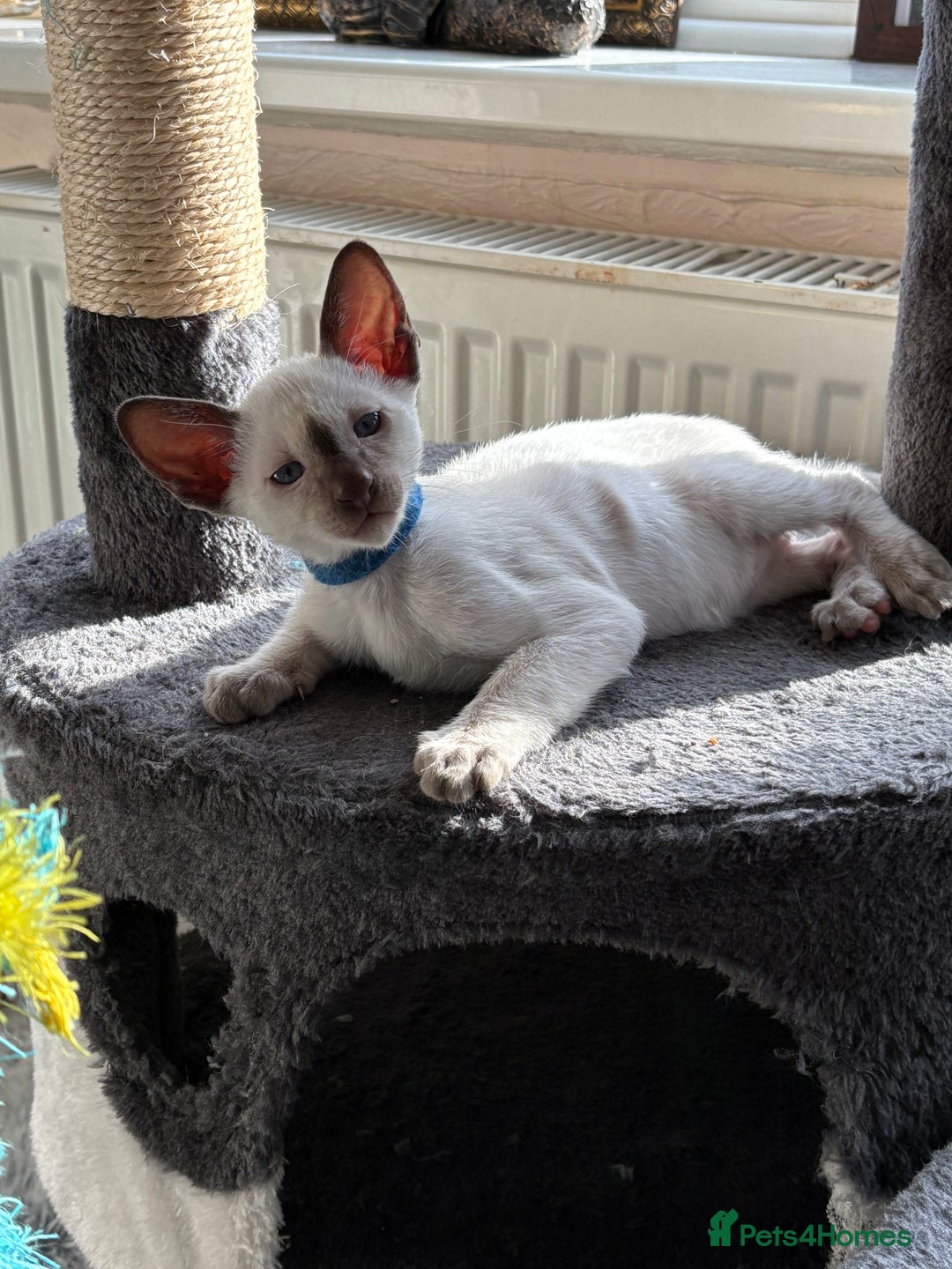 Siamese cats for sale: Siamese kittens for sale  in Sheffield - Image 11