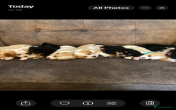 Cavachon dogs for sale: Cavalier King Charles X Cavachon - Image 3