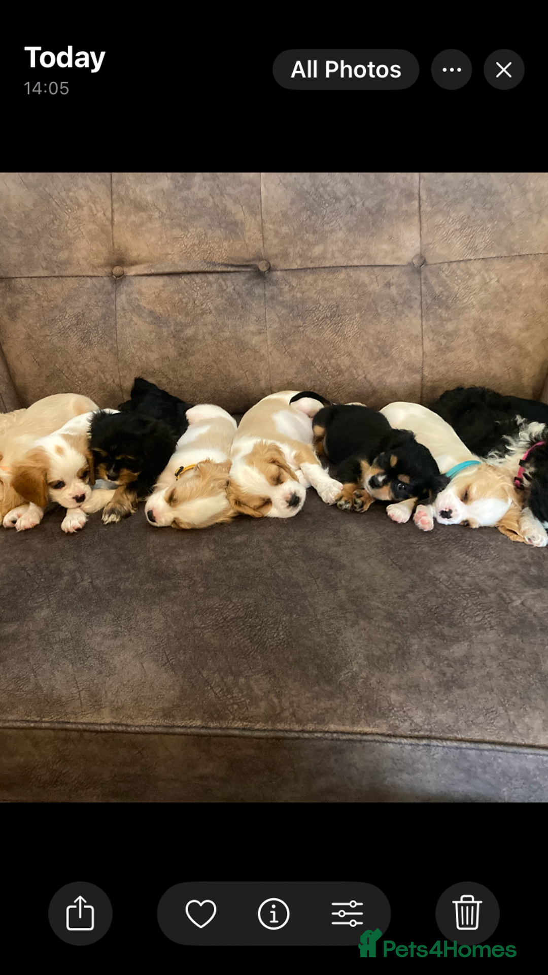 Cavachon dogs for sale: Cavalier King Charles X Cavachon - Image 3