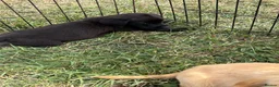 Labrador Retriever dogs for sale: Labrador puppies  - Advert 9