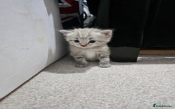 Mixed Breed cats for sale: Five Stunning Bengal X Kittens For Sale  - Image 9