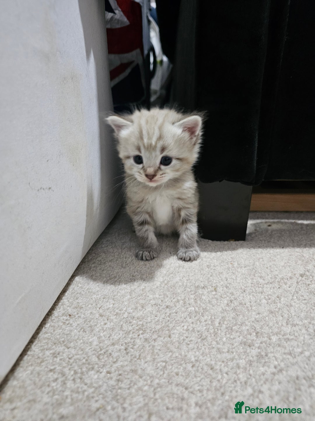 Mixed Breed cats for sale: Five Stunning Bengal X Kittens For Sale  - Image 9