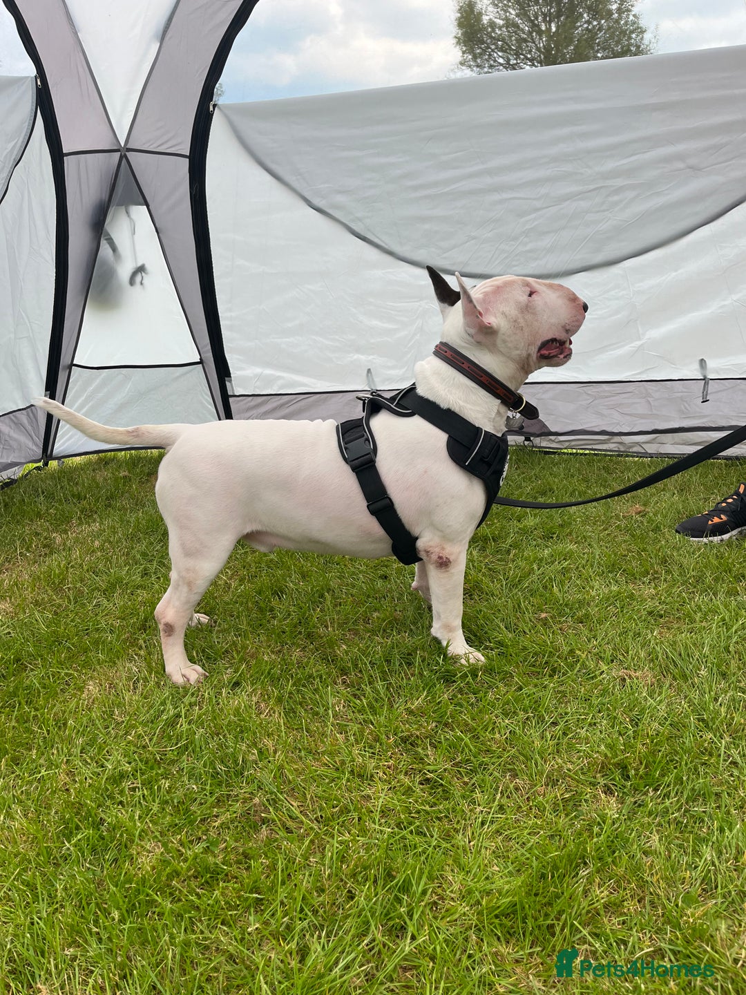 English Bull Terrier dogs for stud: Amazing boy for stud in Liverpool - Advert 5