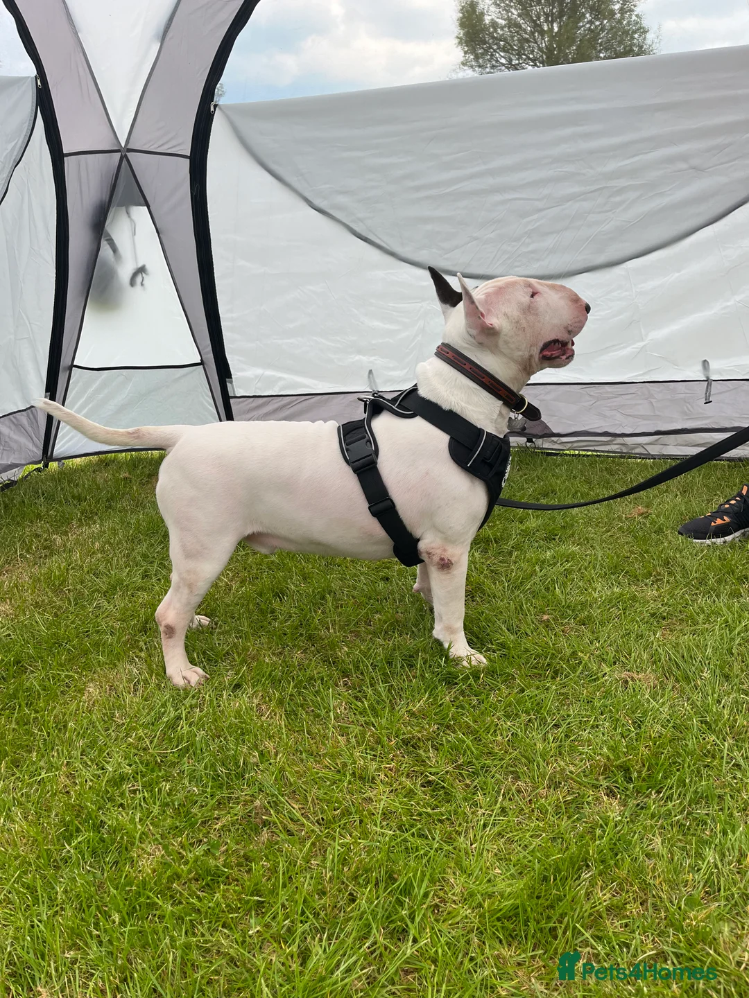 English Bull Terrier dogs for stud: Amazing boy for stud in Liverpool - Advert 5