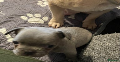 French Bulldog dogs - Advert 11