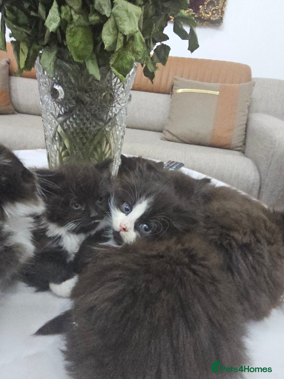Persian cats for sale: Adorable half perian kittens available now,  - Advert 13