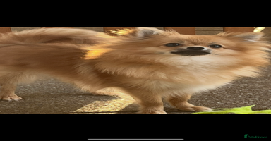 Pomeranian dogs - Advert 16
