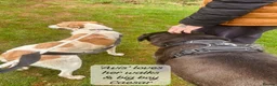 Mixed Breed dogs for adoption: Avis- 20 months - Available Devon area 🇬🇧🇬🇧 in Brixham - Advert 4