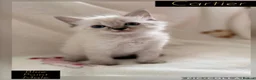 Ragdoll cats for sale: 💫 EXQUISITE RAGDOLL KITTENS  - Advert 12