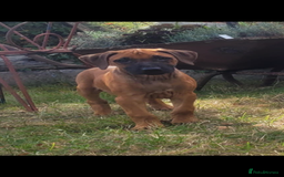 Rhodesian Ridgeback dogs for sale: KC reg chunky handsome pups - Image 9