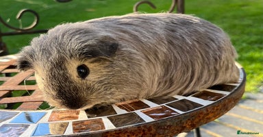 Guinea Pig rodents - Advert 2