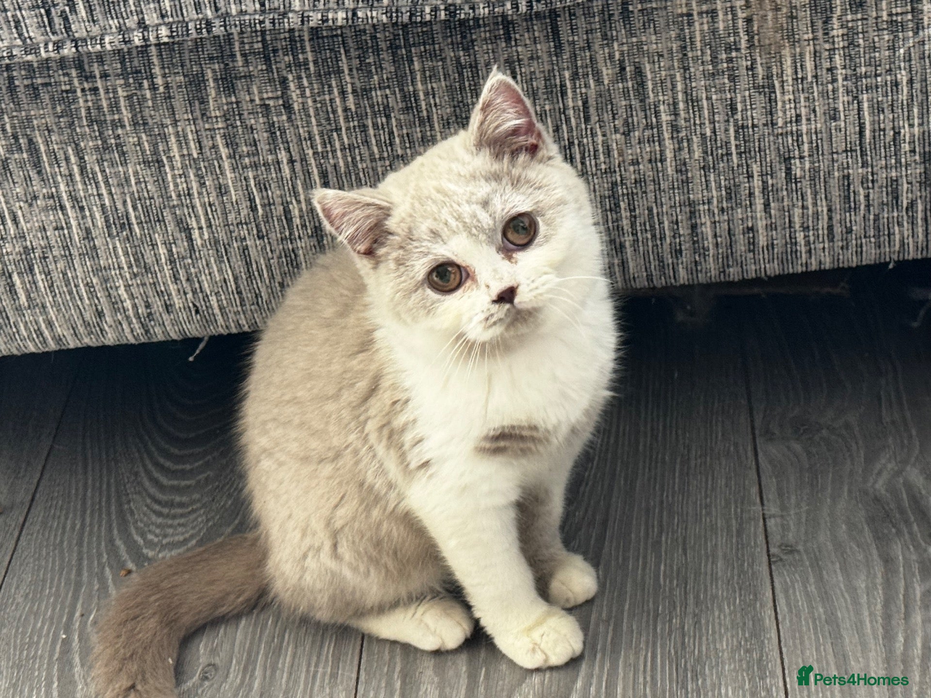 British Shorthair cats Beautiful British Shorthair Registered Kittens - Advert 4