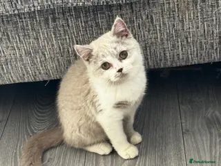 British Shorthair cats Beautiful British Shorthair Registered Kittens - Advert 4