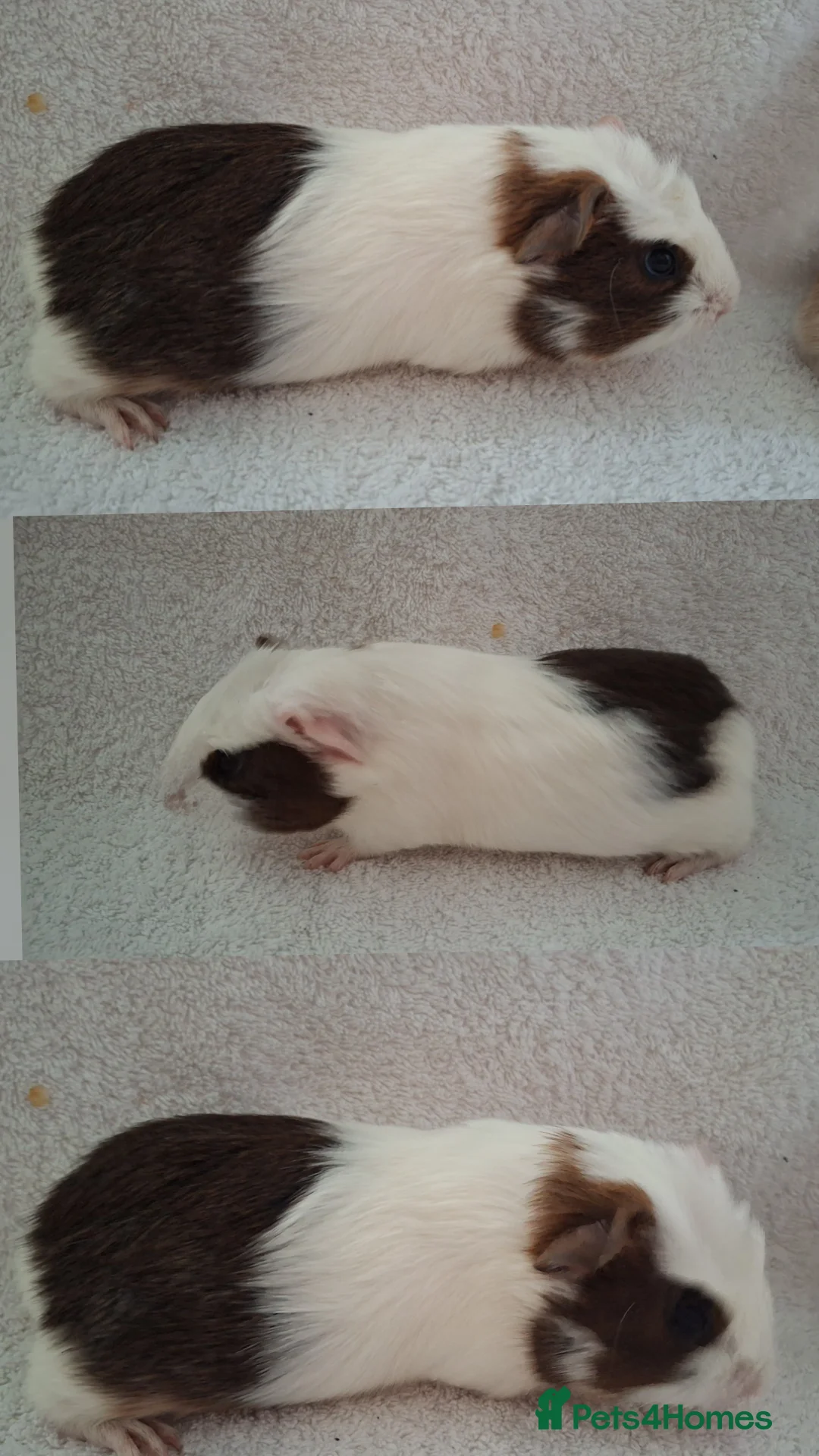 Guinea Pig rodents for sale: Beautiful Baby guinea pigs looking for new homes  - Advert 2