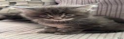 Maine Coon cats for sale: Adorable pedigree Maine coon kittens - Advert 15