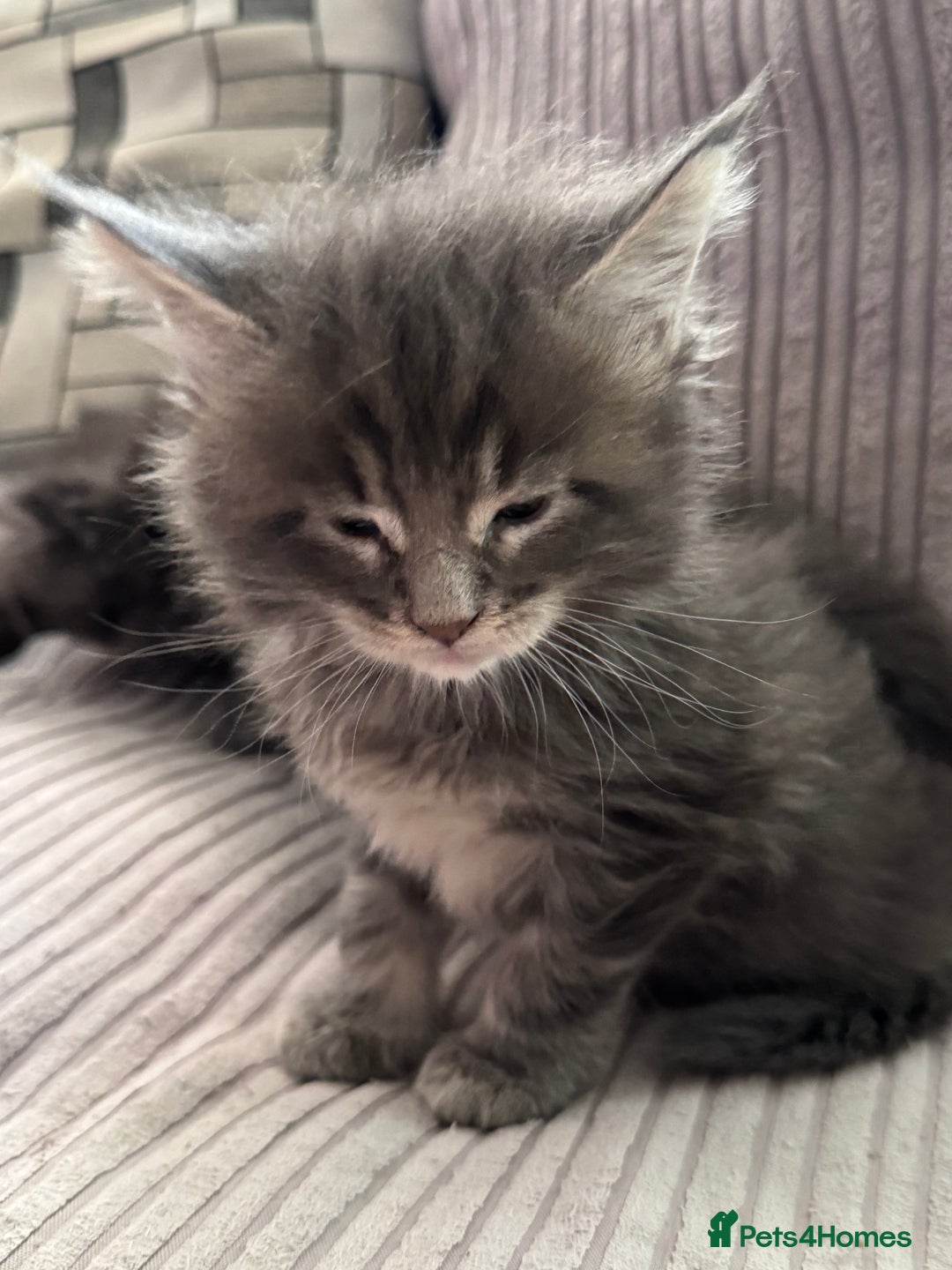 Maine Coon cats for sale: Adorable pedigree Maine coon kittens - Advert 15