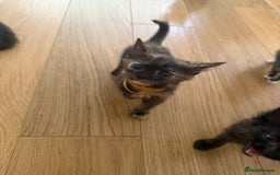 Mixed Breed cats for sale: Mixes breed kittens for sale  - Image 15