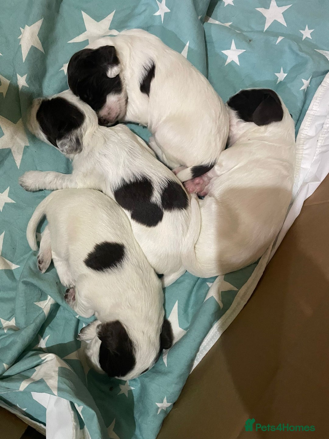 Sprocker dogs for sale: Sprocker Puppies - Image 11