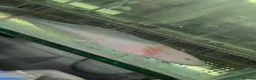 Axolotl reptiles for sale: Small And Big Axolotl, multiple sizes and colours! - Advert 2
