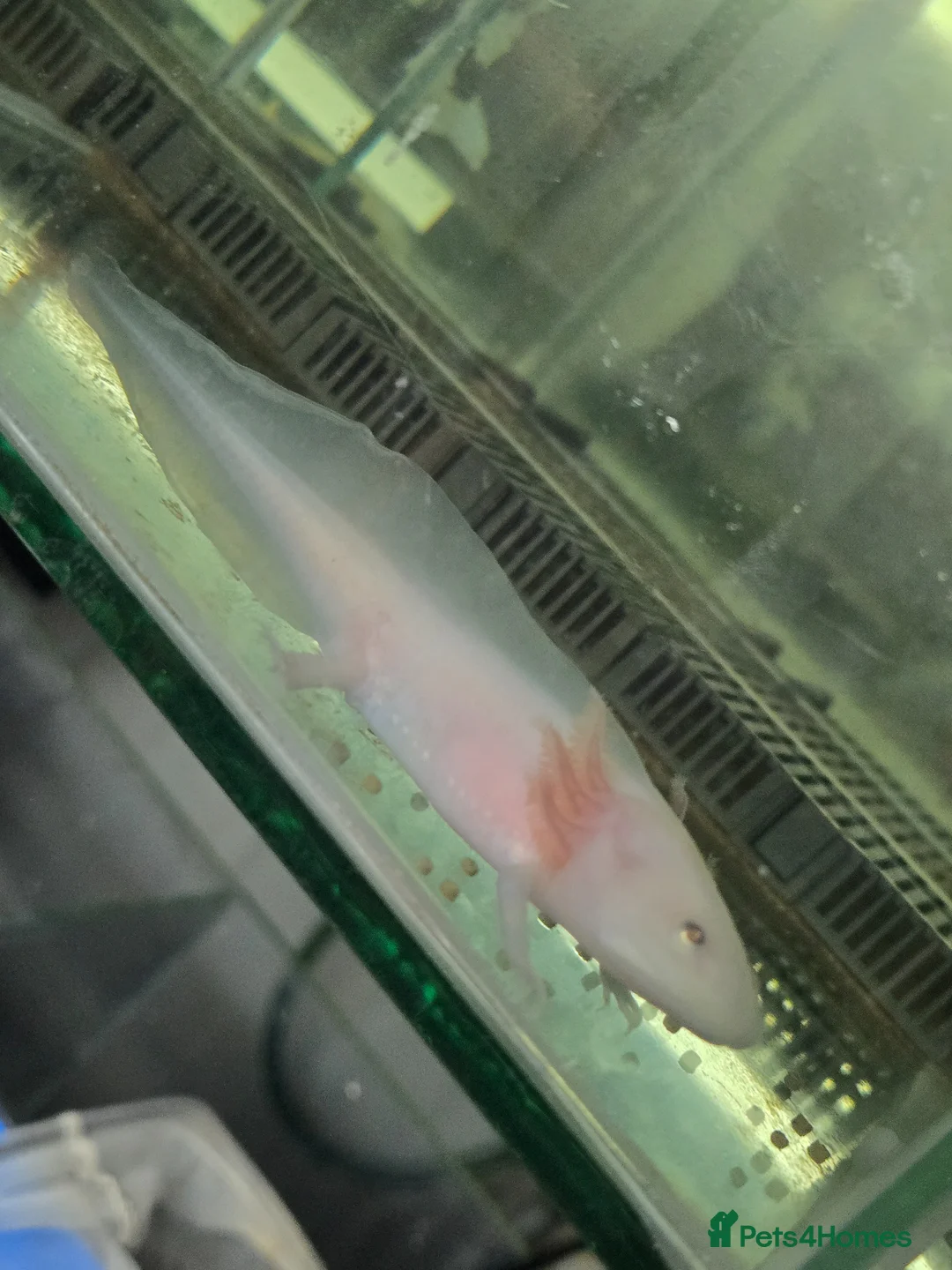 Axolotl reptiles for sale: Small And Big Axolotl, multiple sizes and colours! - Advert 2