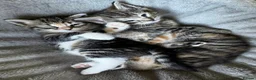 Ragdoll cats for sale: Ragdoll x Tabby Mix Kittens - Advert 5