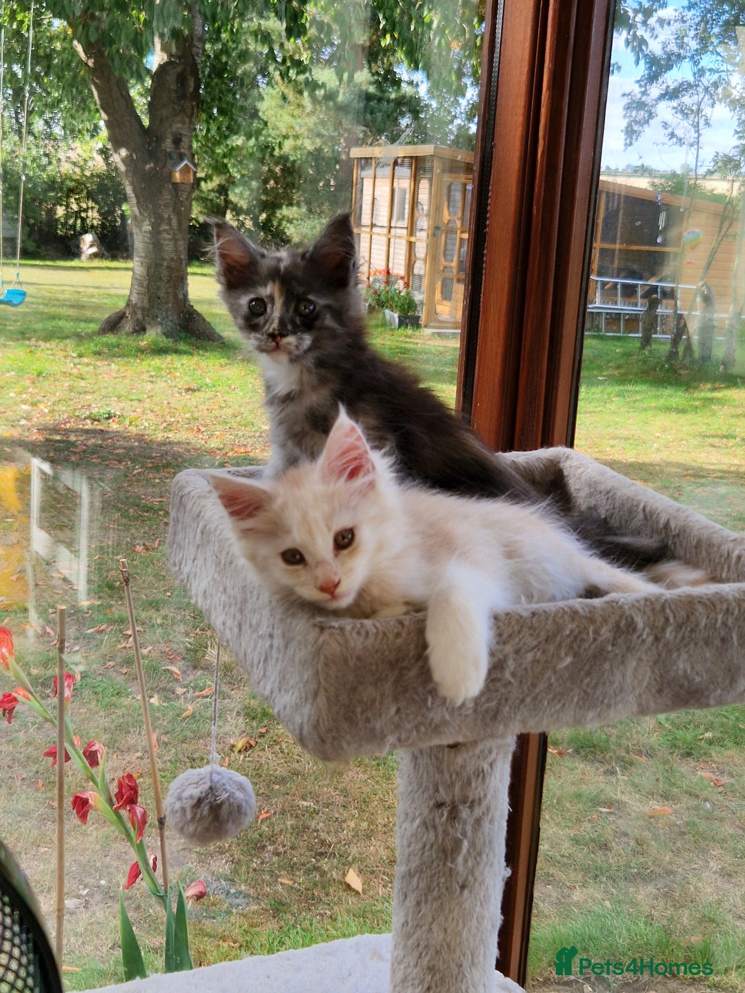 Maine Coon cats for sale: Stunning Maine Coon kittens - Image 6