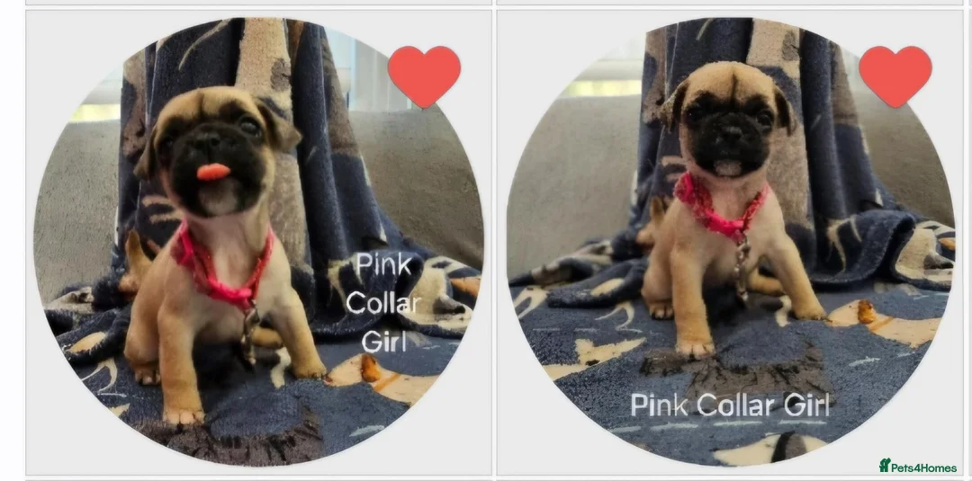 Frug dogs for sale: Fun-loving Frug pups seeking their forever family! - Advert 2
