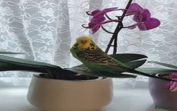 Budgerigars birds for sale: Birds  - Image 5