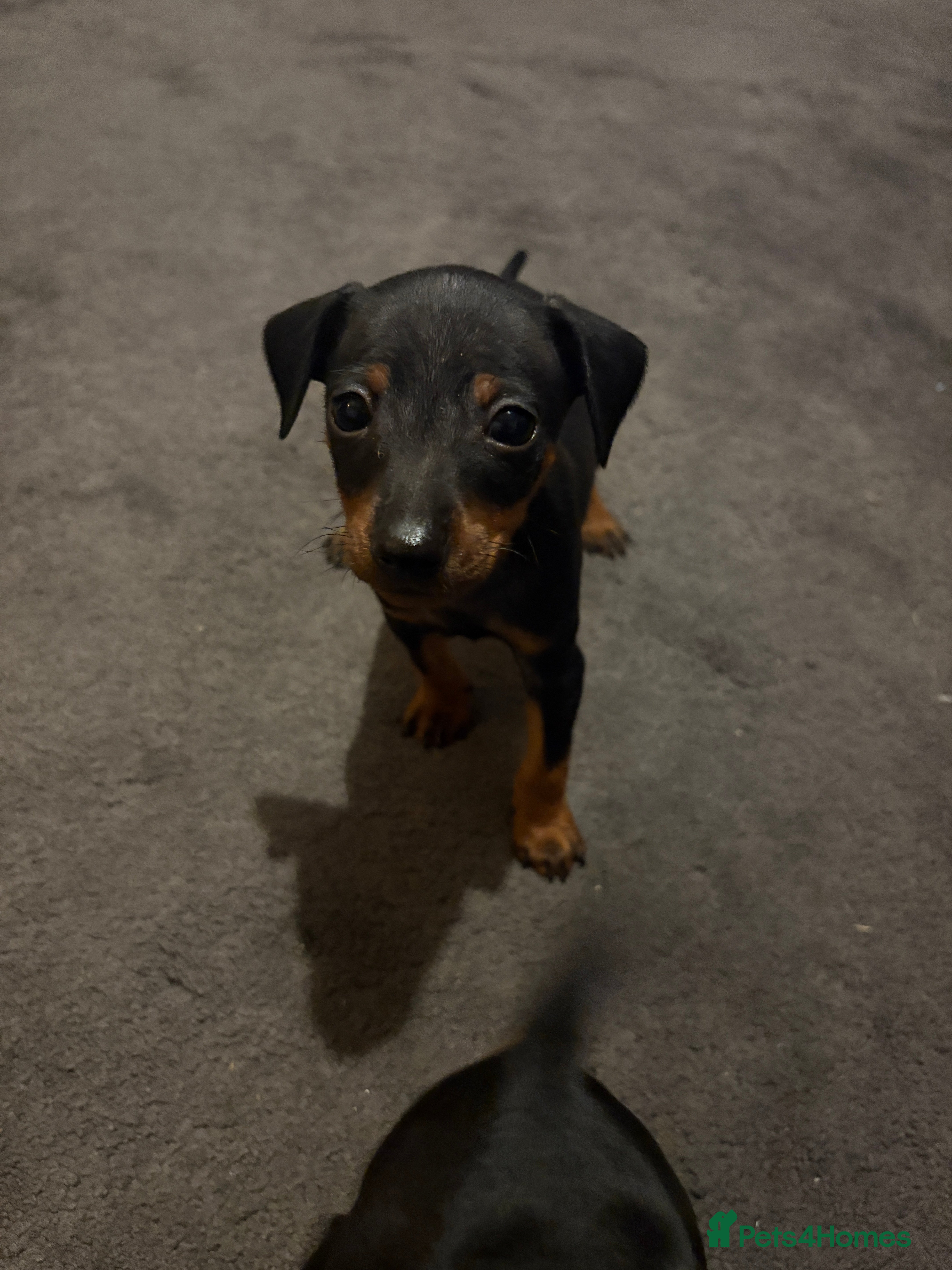 Miniature Pinscher dogs Beautiful miniature Pinscher puppies  - Advert 1