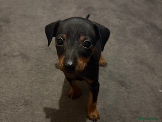 Miniature Pinscher dogs Beautiful miniature Pinscher puppies - Advert 2