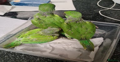 Ringnecks birds - Advert 5