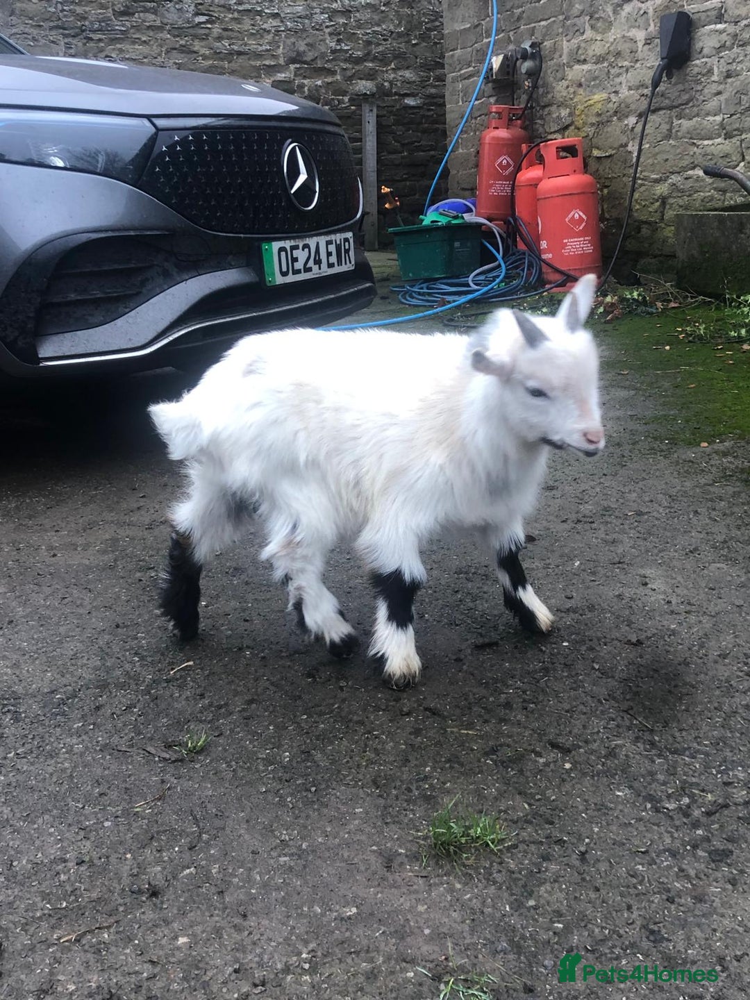 Goats livestock for sale: Pygmy kids for sale  - Advert 3