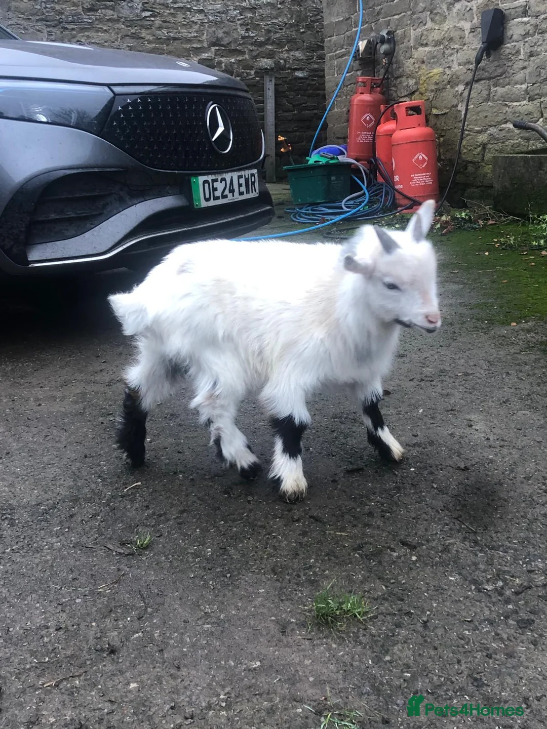 Goats livestock for sale: Pygmy kids for sale  - Advert 2