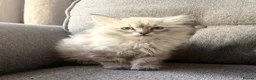 Siberian cats for sale: Stunning Pure Siberian Kittens- Hypoallergenic - Advert 3