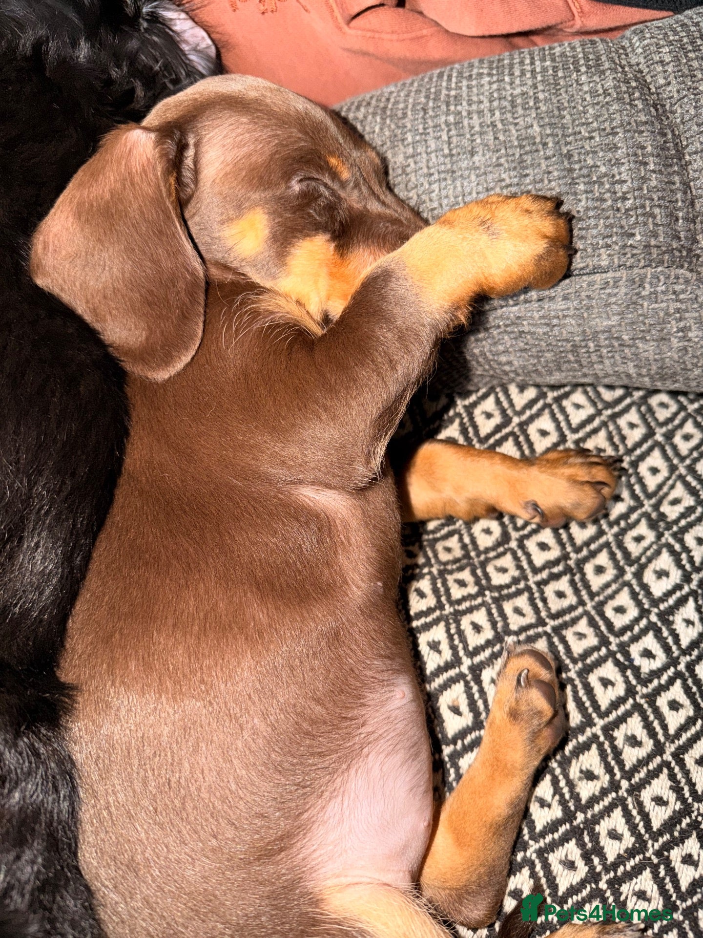 Doxiepoo dogs Miniature Doxipoo puppies  - Advert 1
