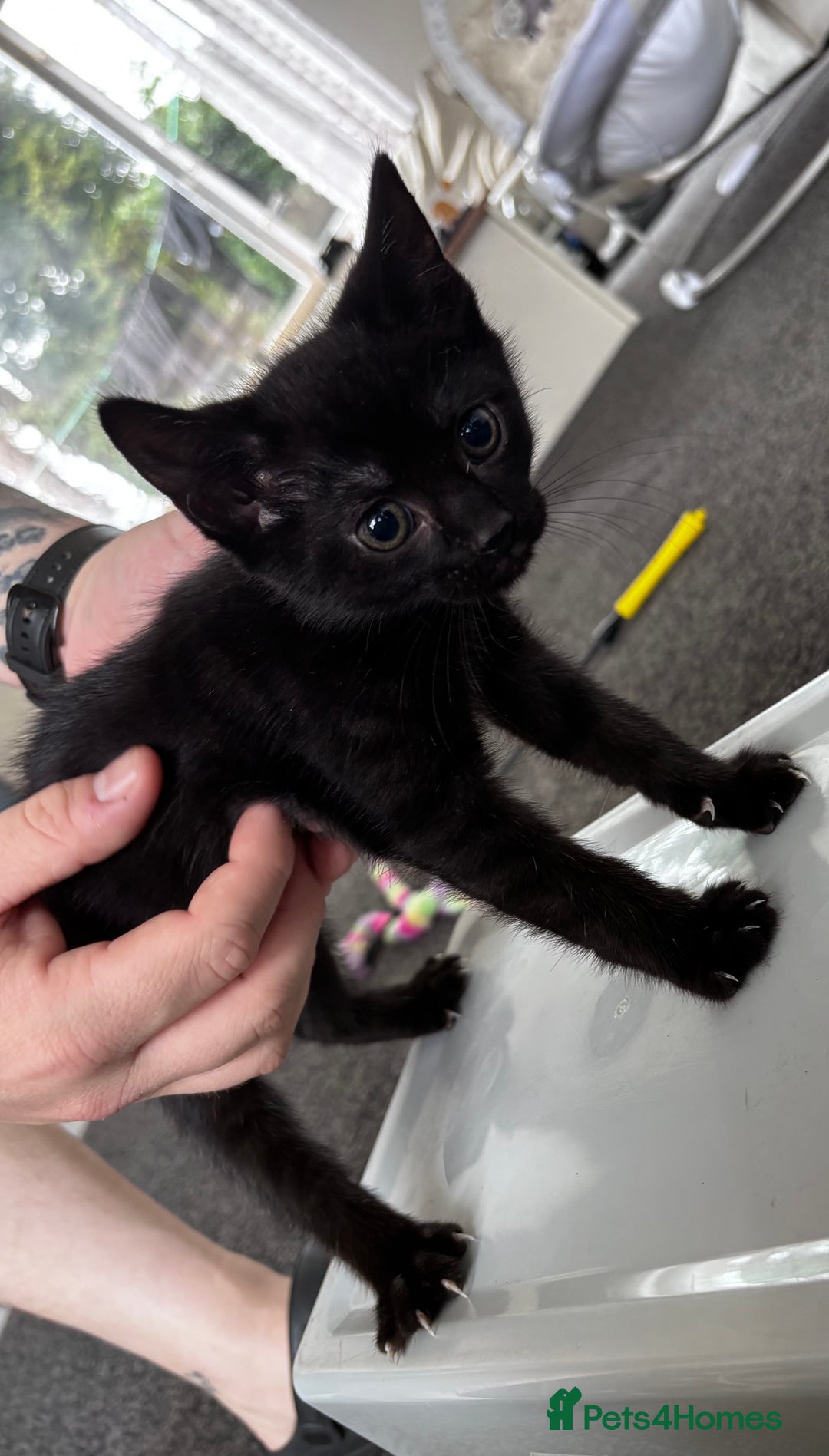 Mixed Breed cats for sale: 5 beautiful kittens looking for their forever home - Image 5
