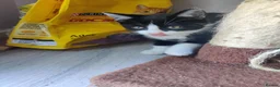 British Shorthair cats for sale: TUXEDO KITTENS *URGENT DM* - Advert 5