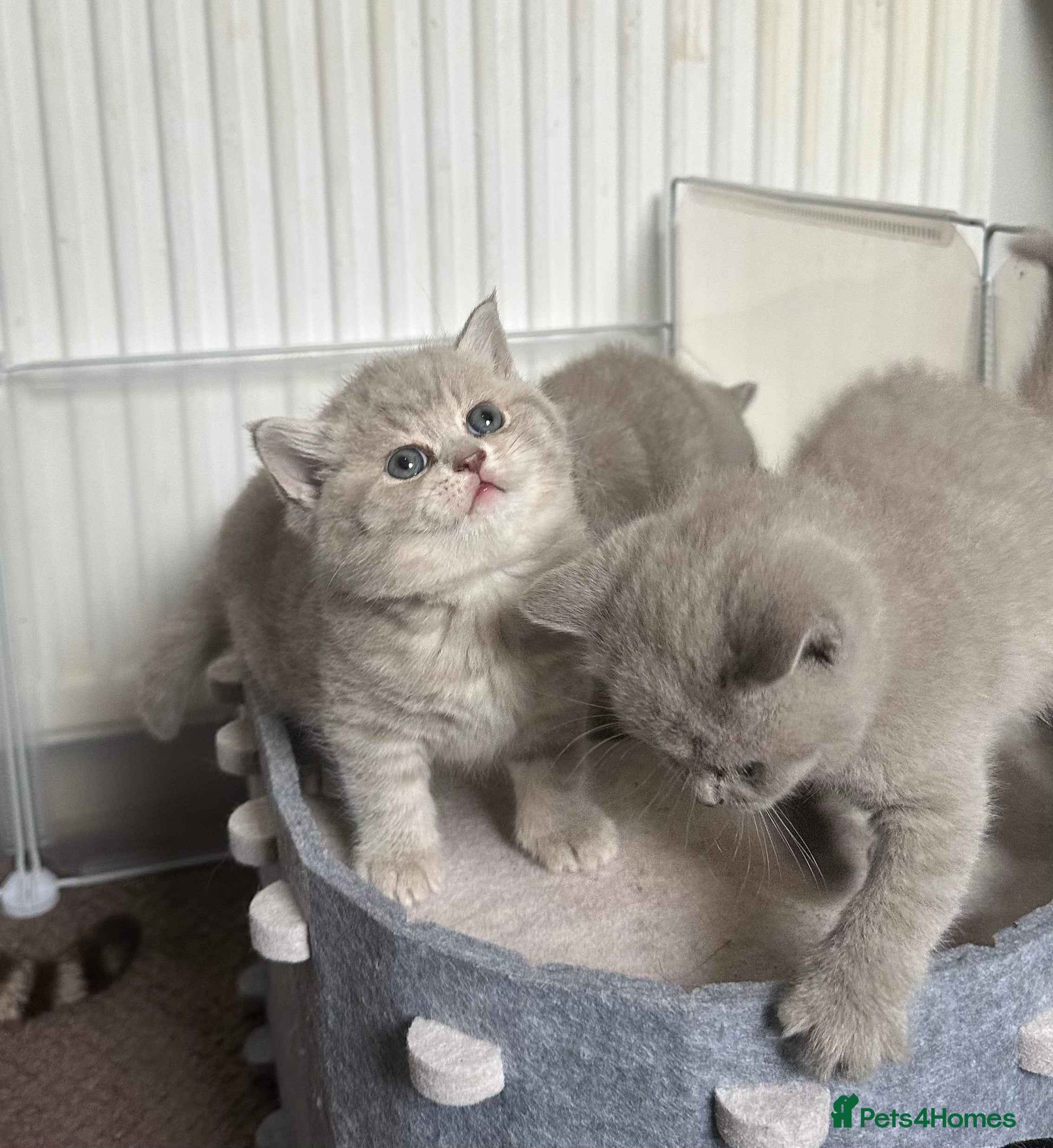 British Shorthair cats 💜Lilac and Lilac Golden💛TICA British Shorthairs  - Advert 6