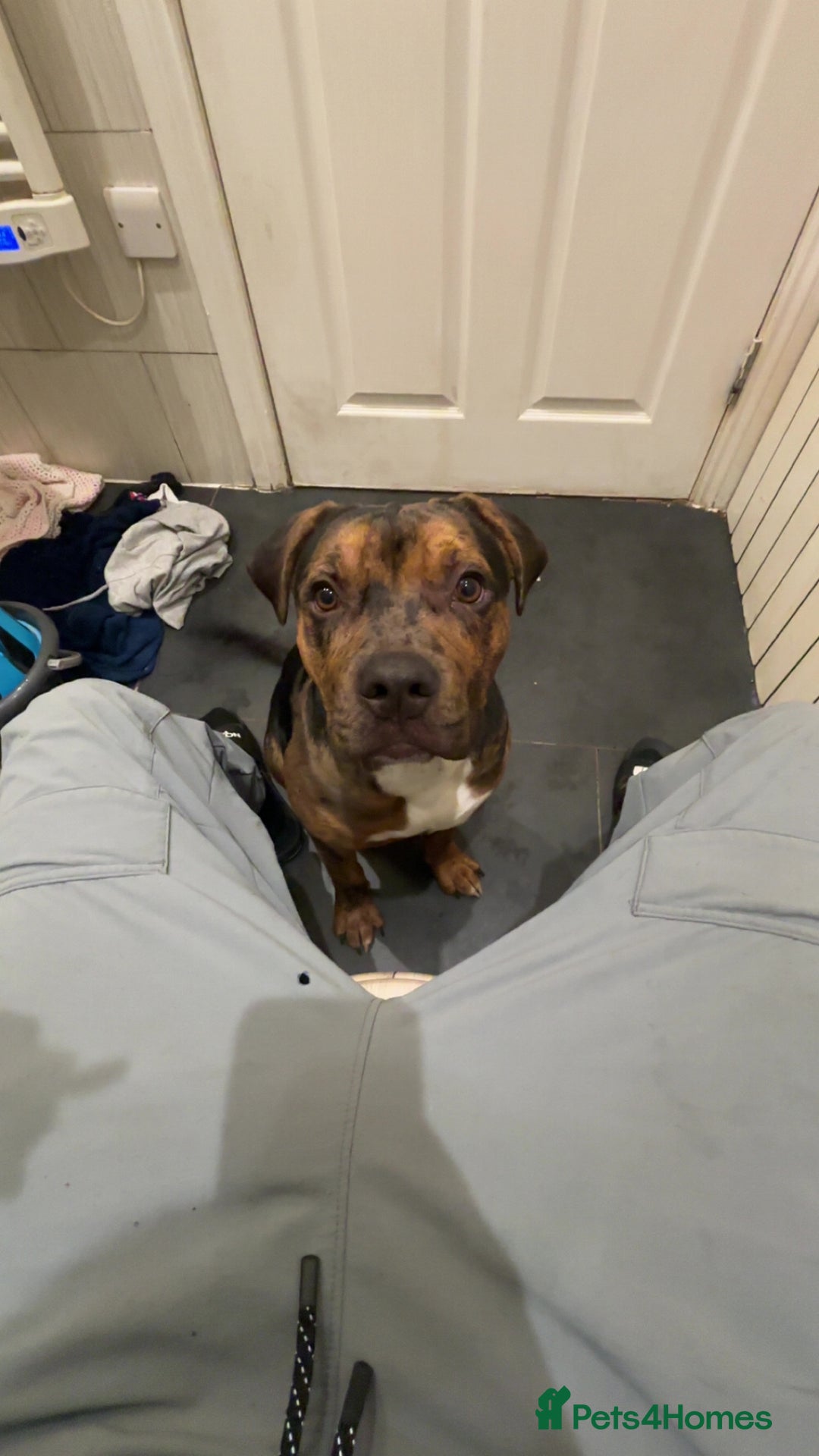 American Bully dogs for sale: American bully pup  - Advert 4