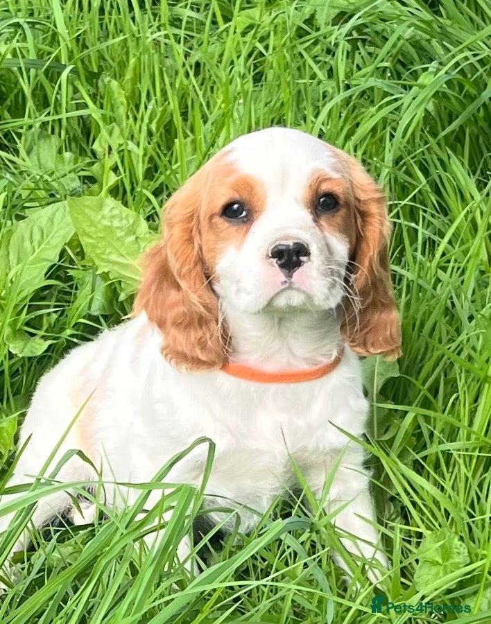 Cavalier King Charles Spaniel dogs Stunning cavalier King Charles puppies  - Advert 7