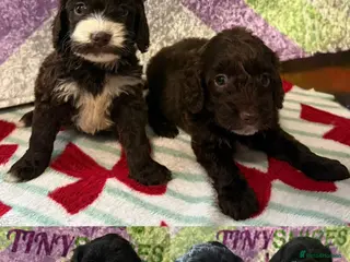 Cockapoo dogs F1 various mini cockapoos 30 dna health tested clr - Advert 11