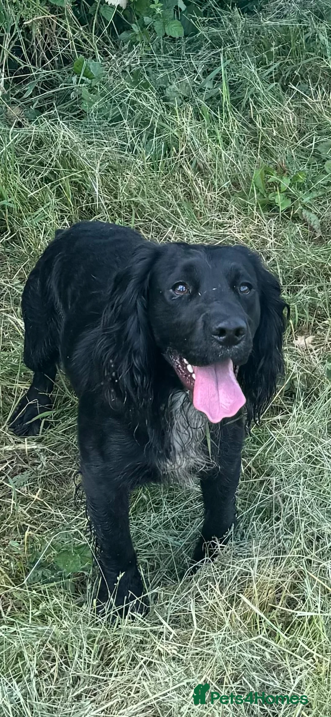 Cocker Spaniel dogs for stud: Working Cocker Spaniel available for Stud  in Chelmsford - Advert 3